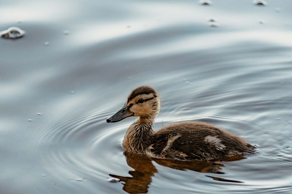 bird duckling on water water
