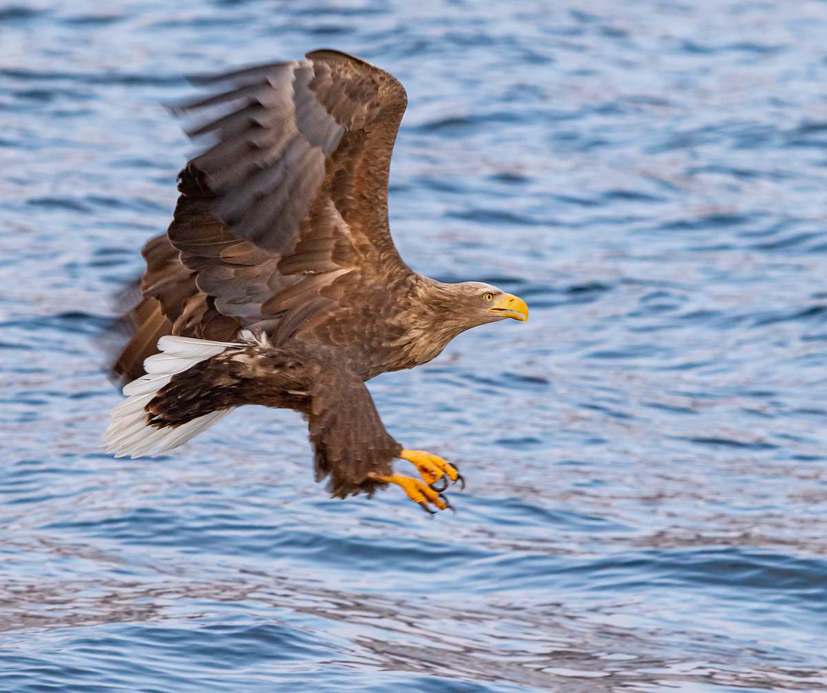 bird eagle about to catch fish on calm water at daytime eagle