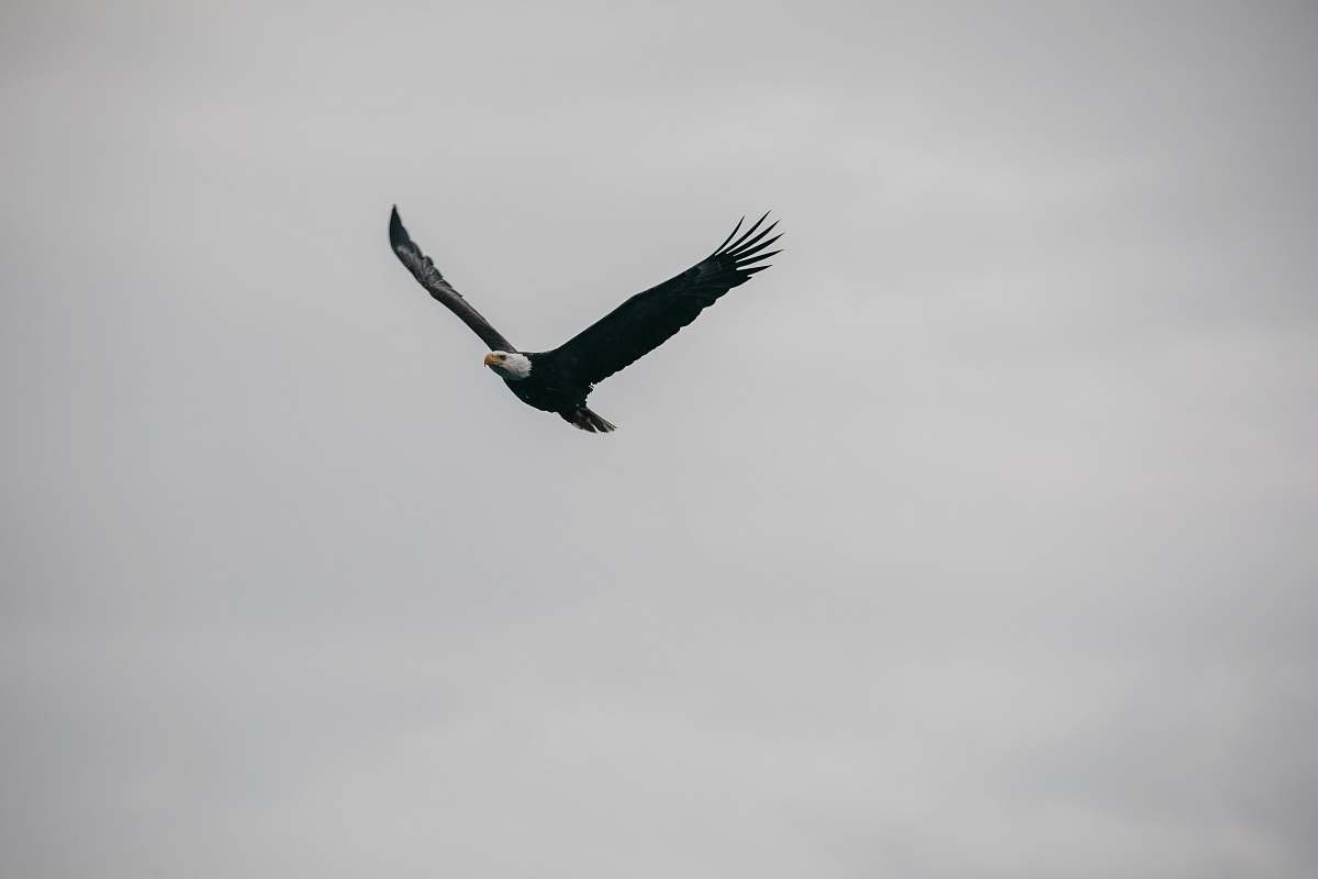 bird eagle in flight flying