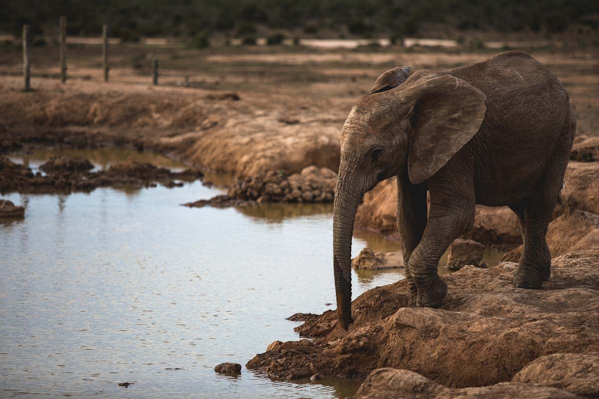 mammal elephant cub beside body of water elephant