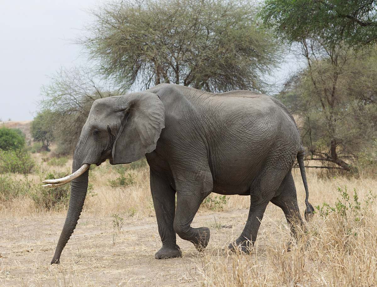 mammal elephant in forest elephant