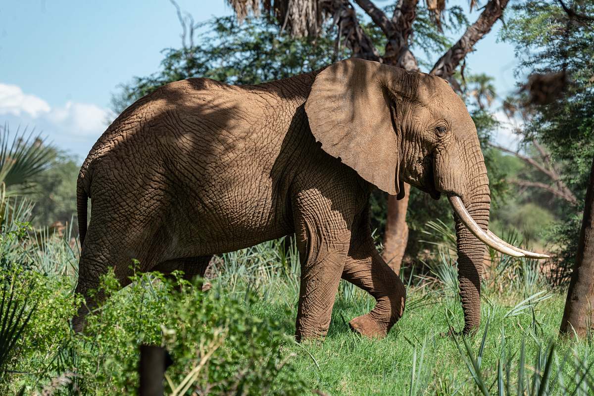 mammal elephant near tree during daytime elephant