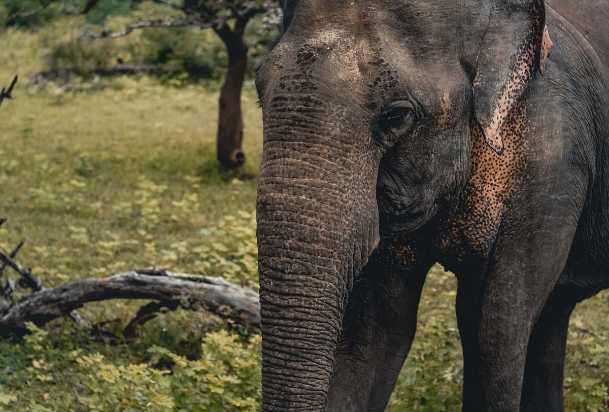 elephant elephant on green field wildlife