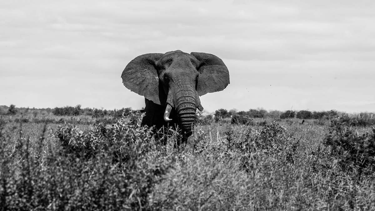 black-and-white elephant on open field elephant