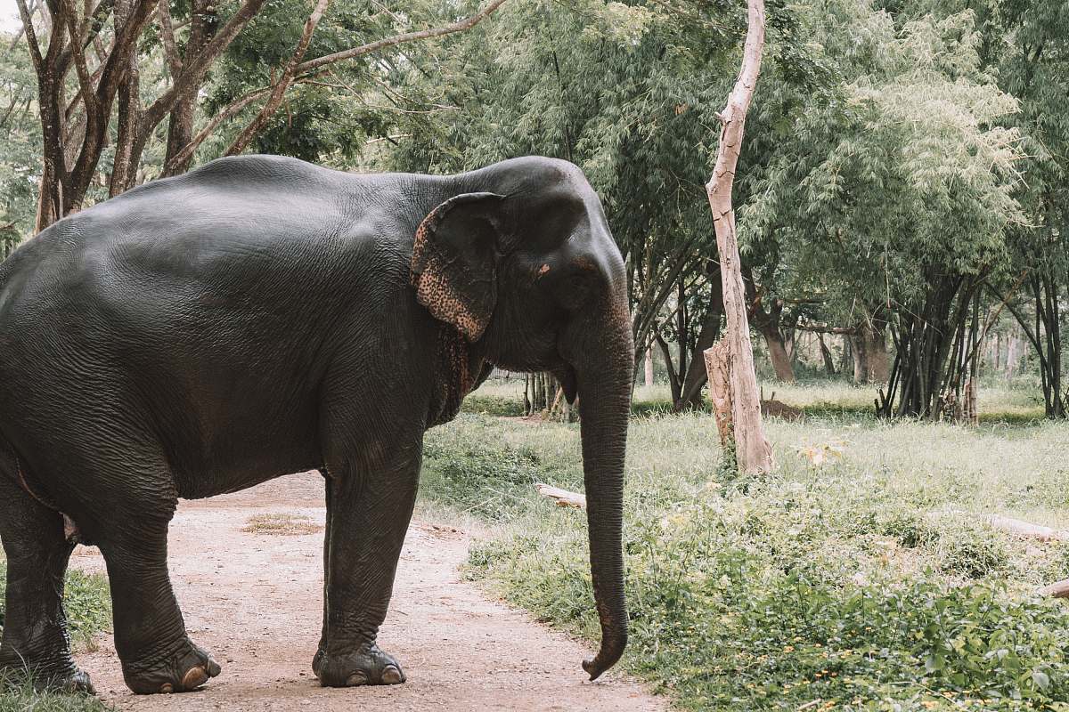 mammal elephant on road elephant