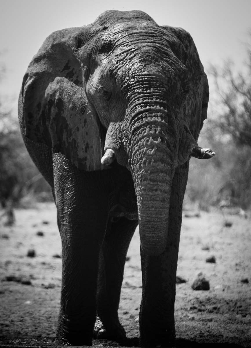 mammal elephant photograph elephant