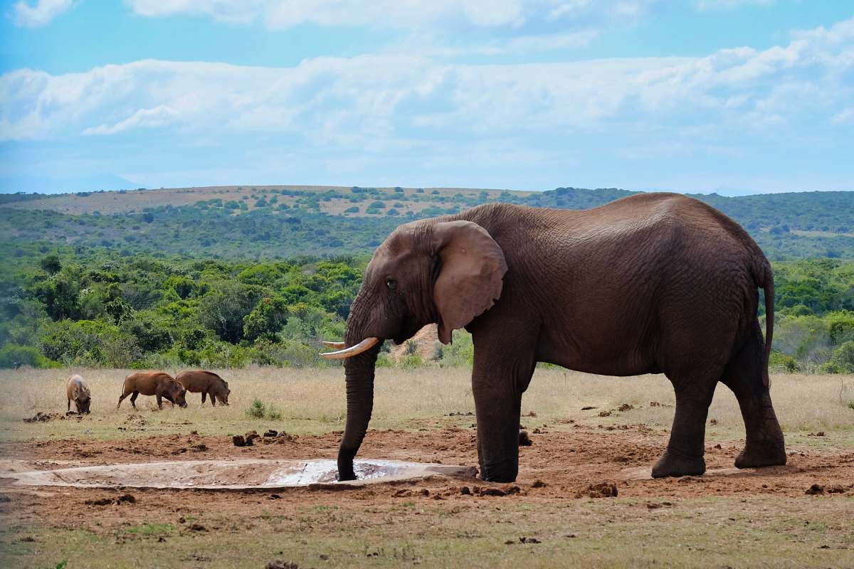 elephant elephant standing front of trees at daytime mammal