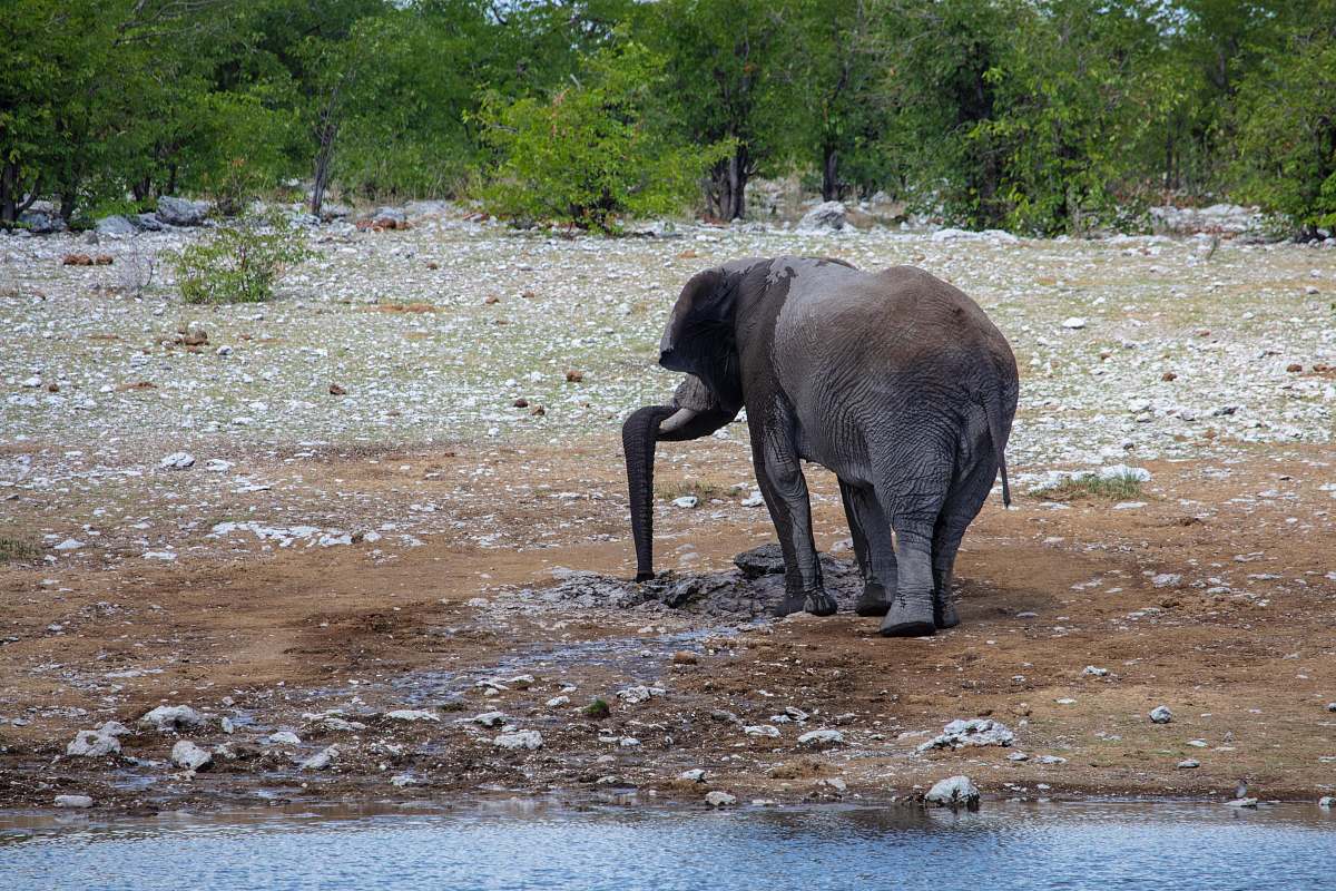 mammal elephant standing of field elephant
