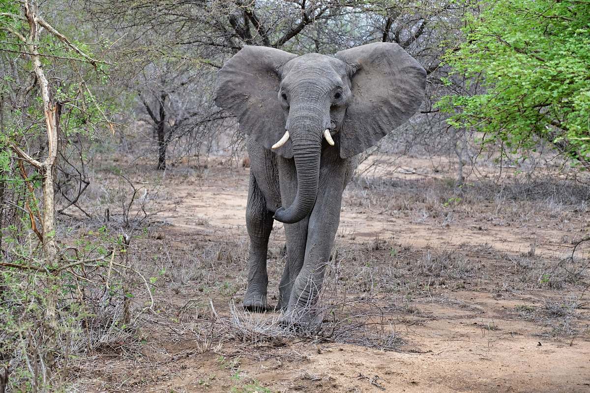 mammal elephant standing surrounded by trees elephant