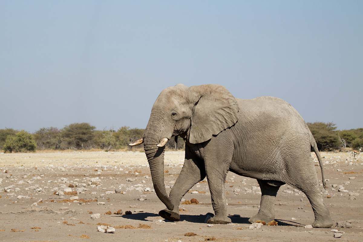 elephant Elephant walking on field during daytime mammal