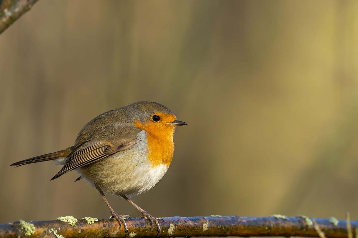 bird European robin on tree branch robin