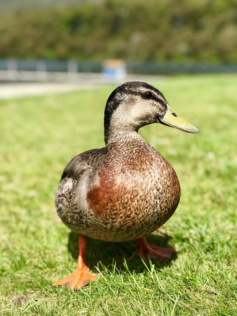 bird female mallard duck facing sideways duck