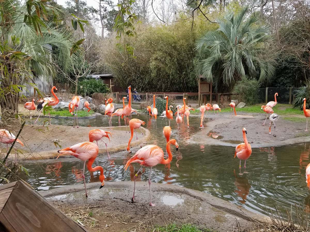 bird flamingo birds surrounding a pond flock