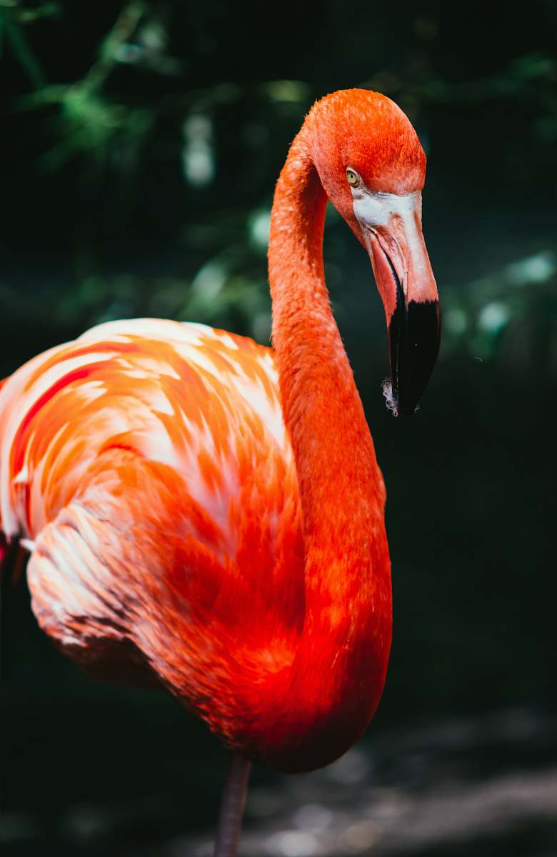 bird flamingo in macro shot photography flamingo