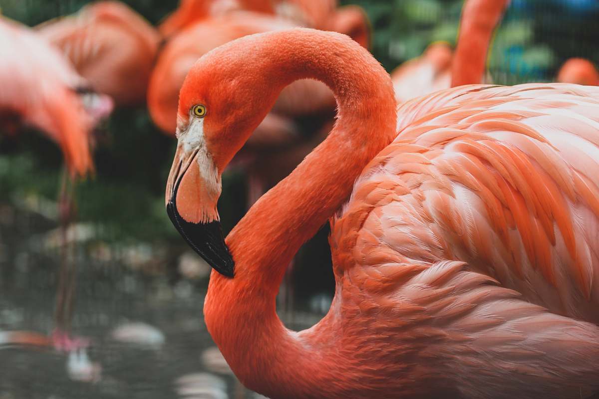 bird flamingo on body of water during daytime flamingo