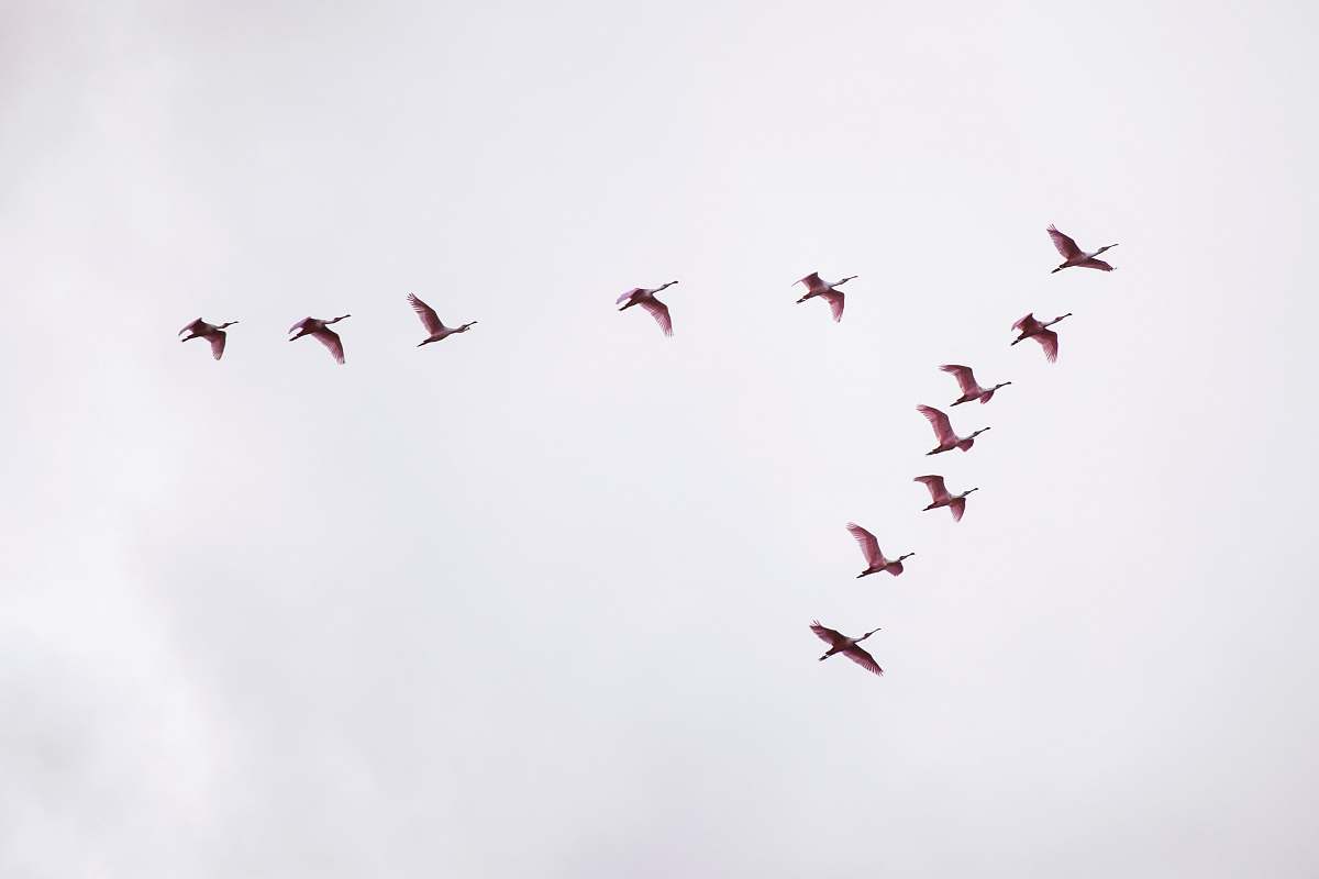 bird flight of red birds flying