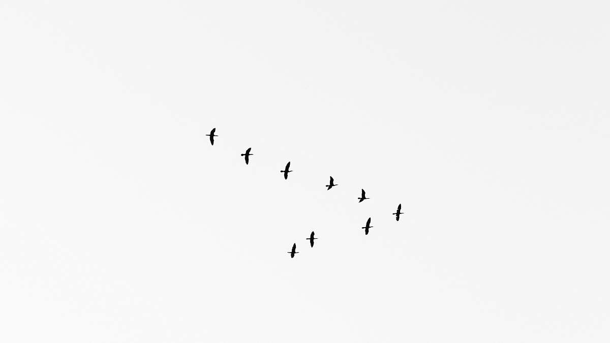 bird flock of bird in mid air black-and-white