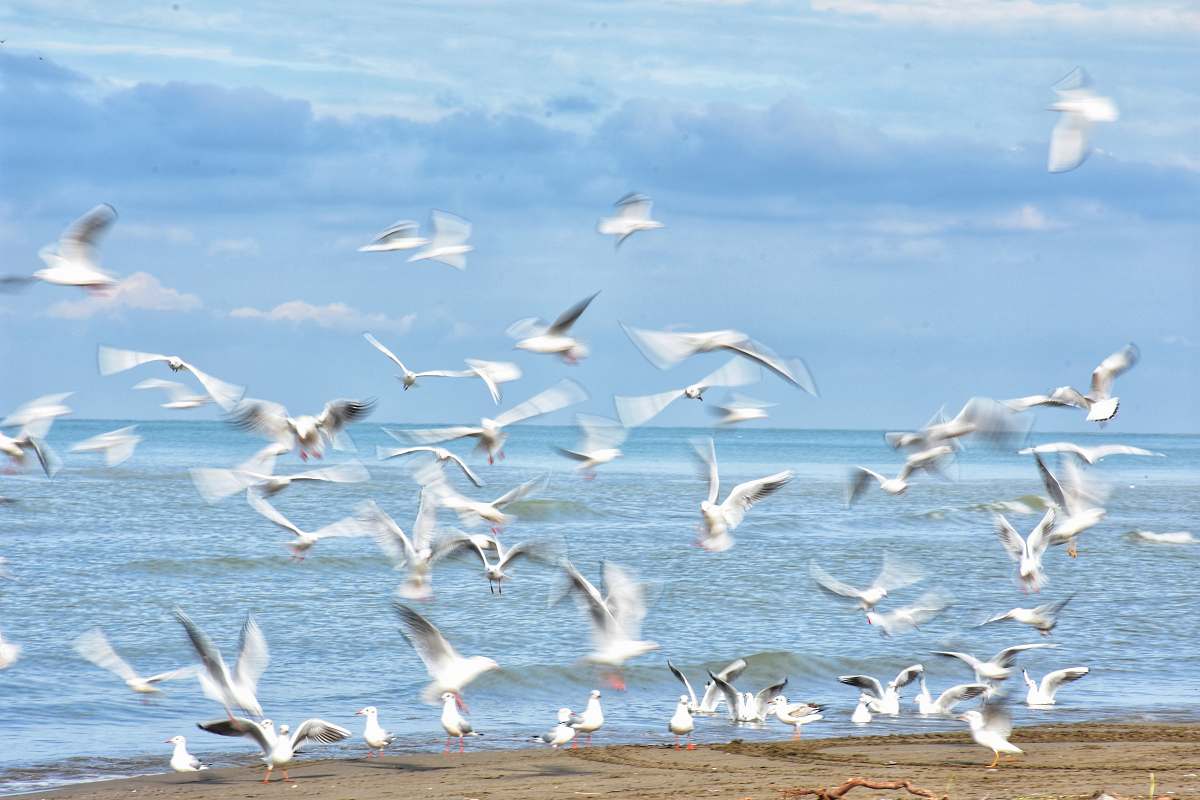bird flock of birds at daytime flock