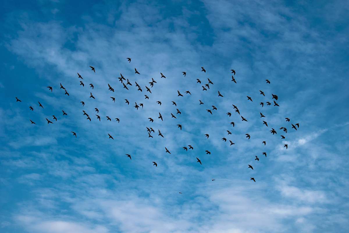 bird flock of birds during daytime flock