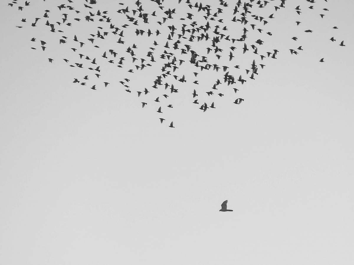 flock flock of birds flying at daytime black-and-white