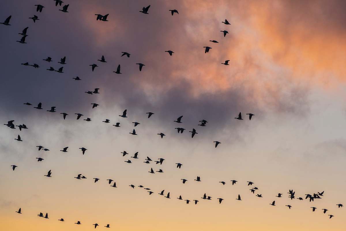 bird flock of birds flying during daytime flock