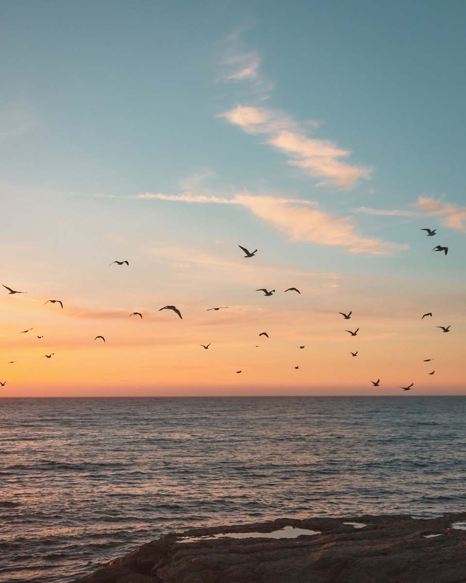 bird flock of birds flying over the sea flock