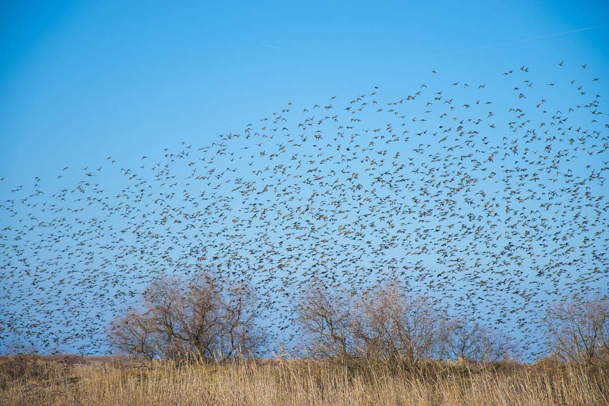flock flock of birds flying to the sky during daytime blue
