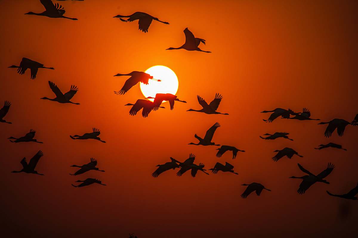bird flock of birds in silhouette photography flock