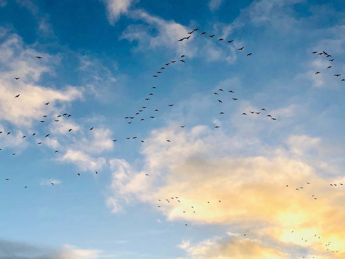 bird flock of birds of flight flock