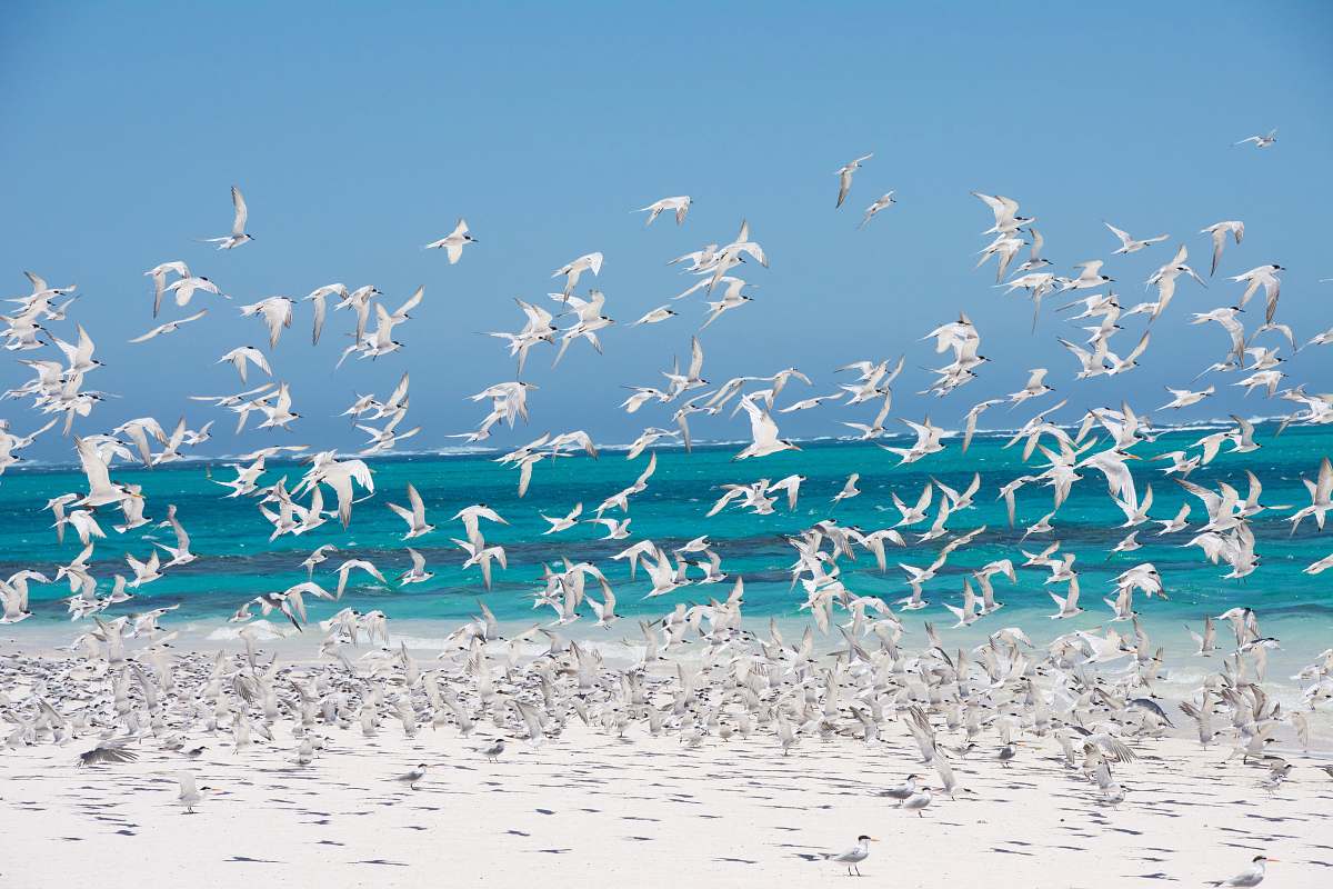 bird flock of birds on shore flock