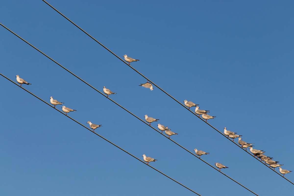 bird flock of birds perching on wires flock