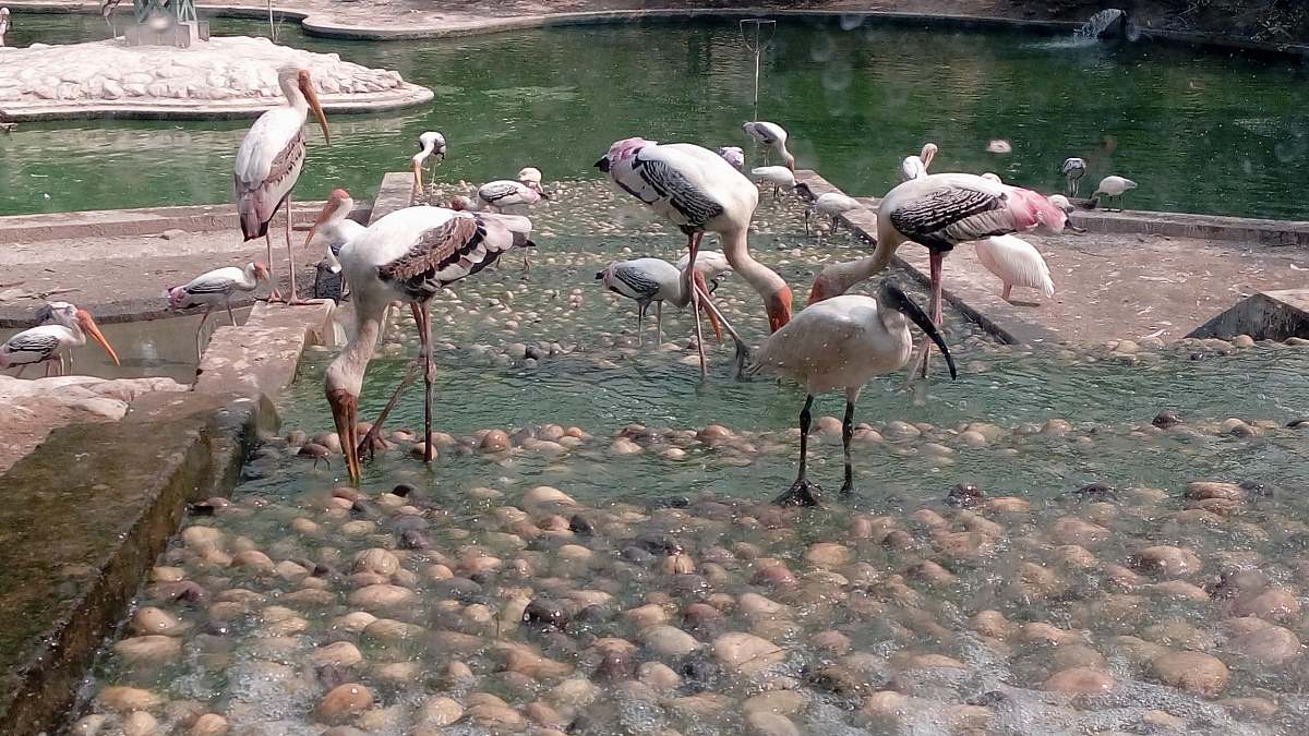 bird flock of flamingo flock
