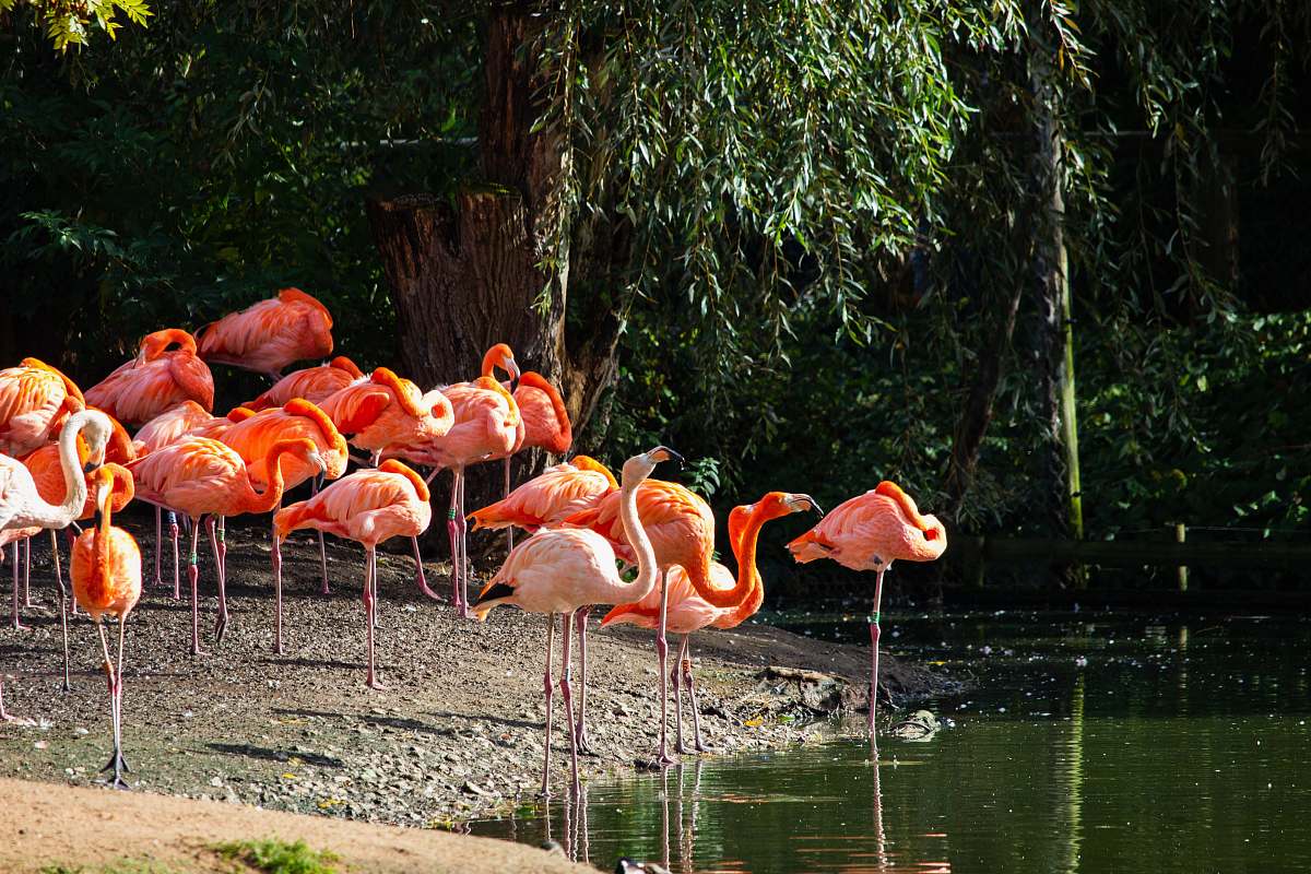 bird flock of flamingos flamingo