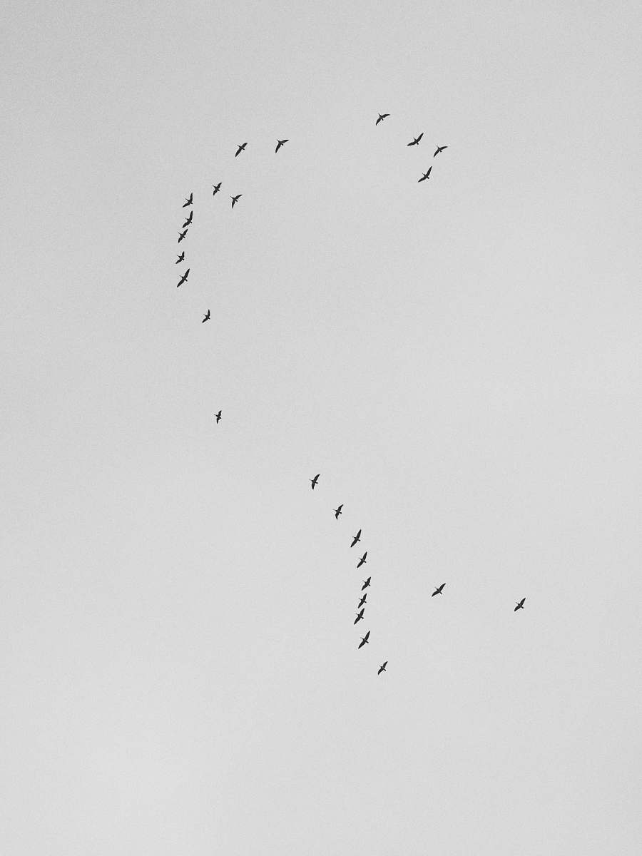 black-and-white flock of flying birds grey