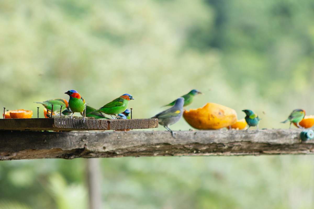 bird flock of green and red bird bee eater