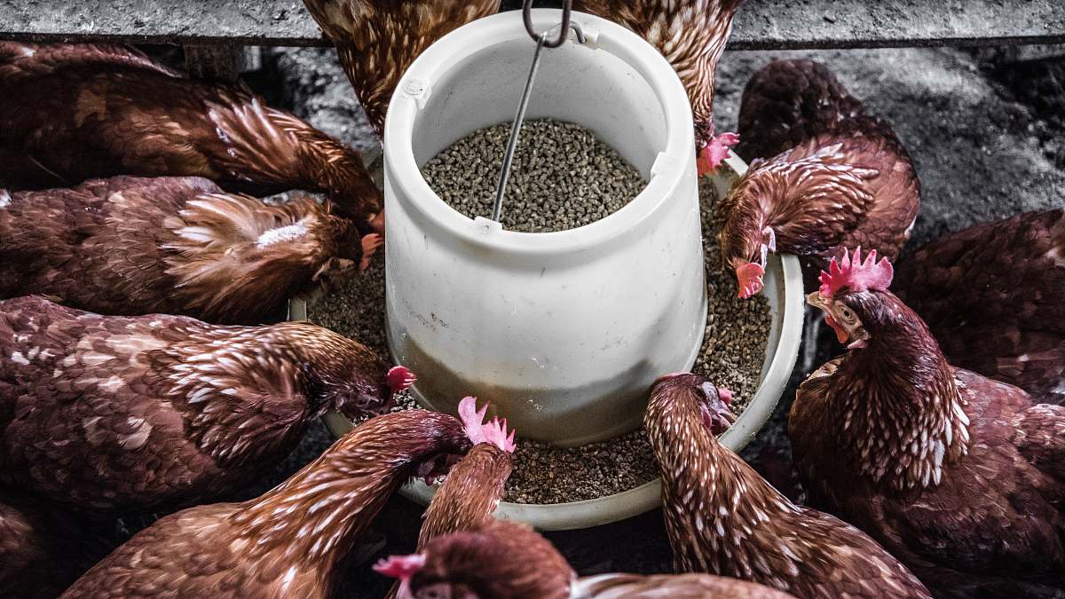 bird flock of hen chicken