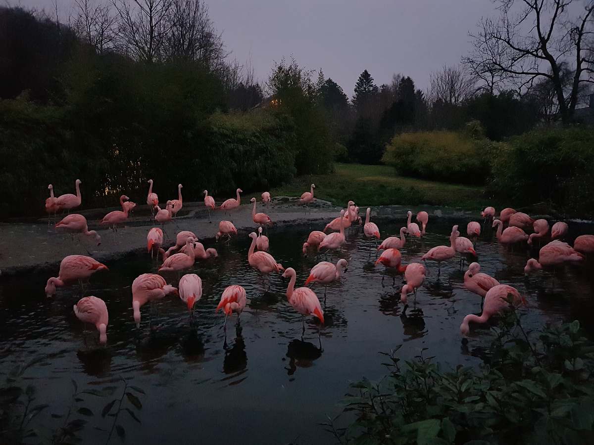 bird flock of pink flamingos by plants under gray skies flock