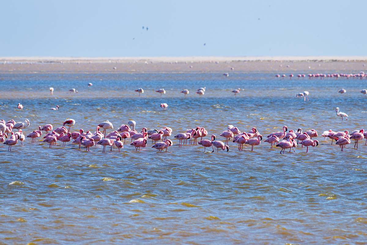 bird flock of pink flamingos in beach flock