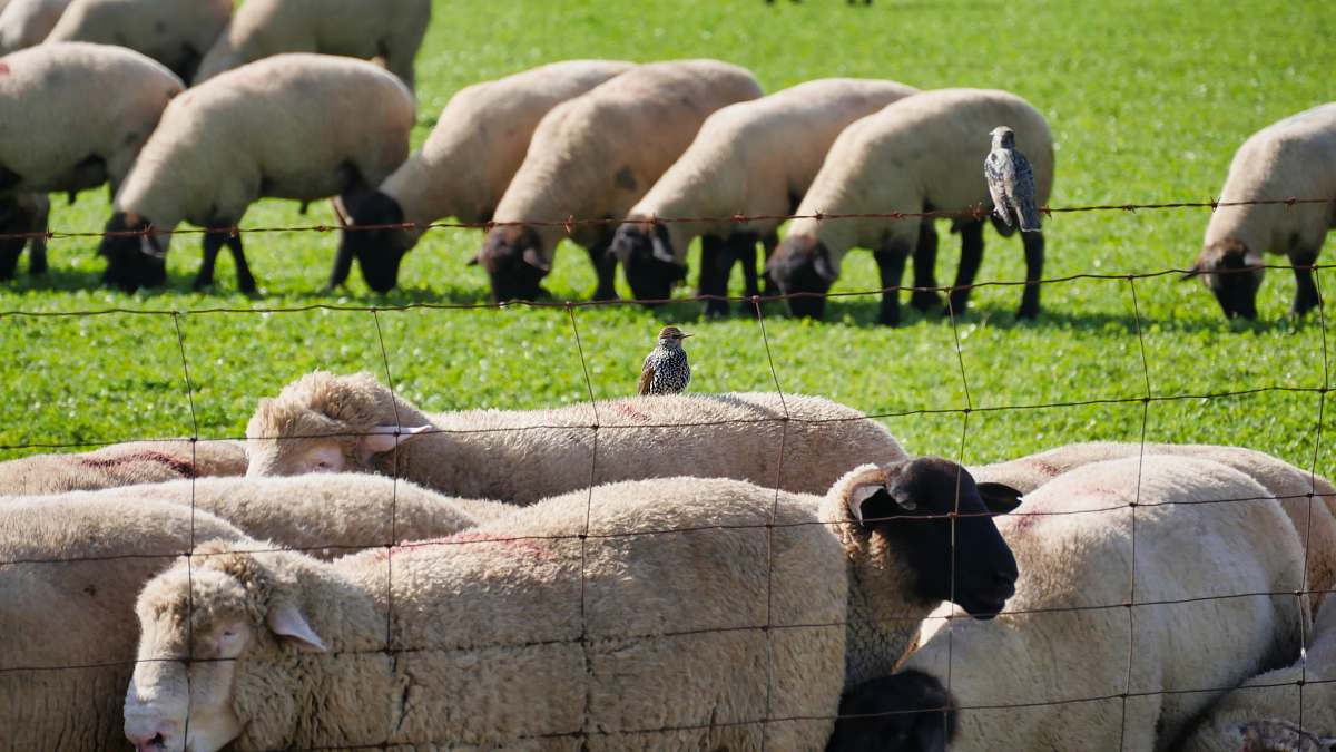 mammal flock of sheep at daytime sheep