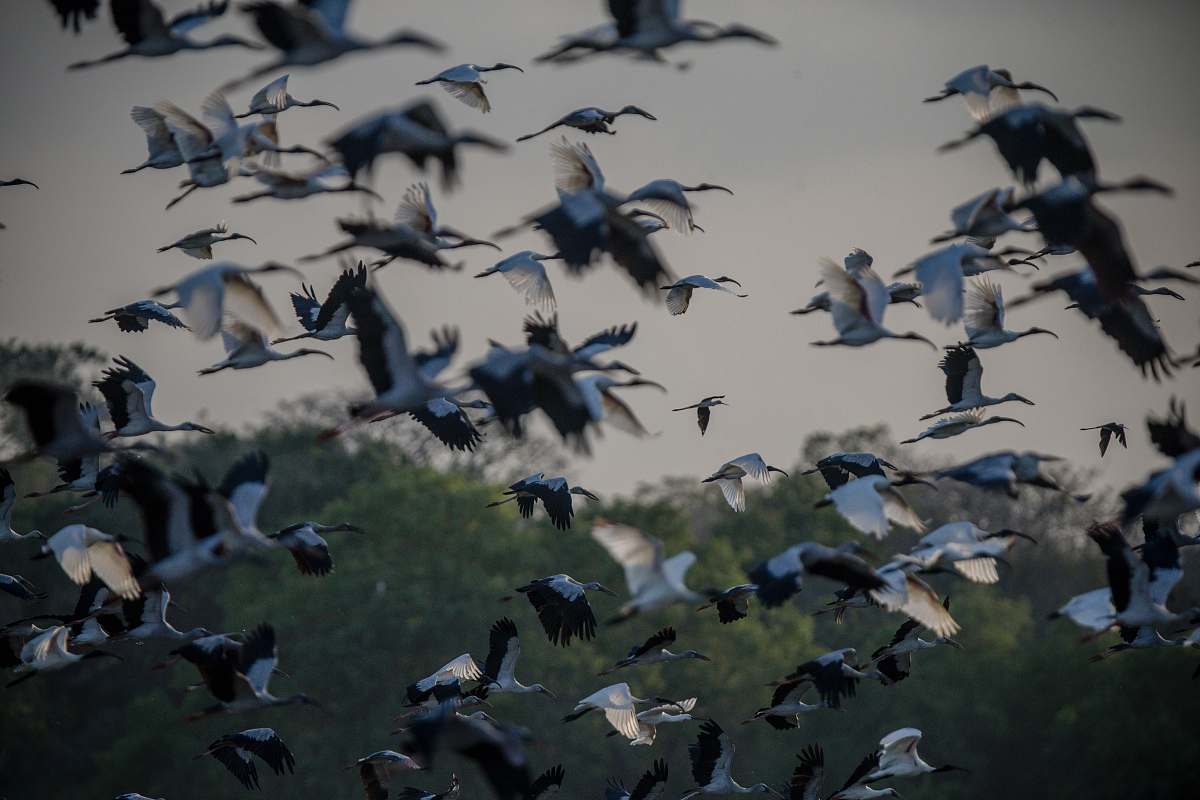 bird flock of white storks flying during daytime flock