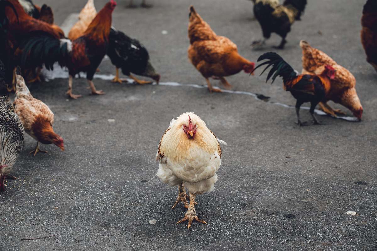 bird flock on chicken on road chicken