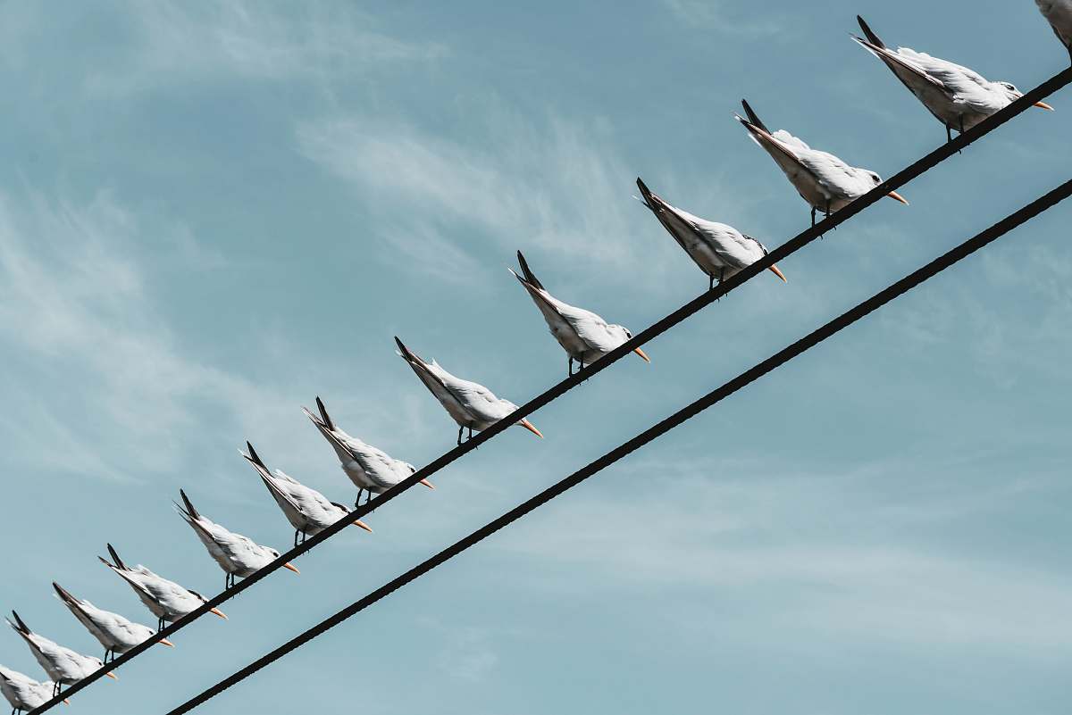 bird flock white seagull dove