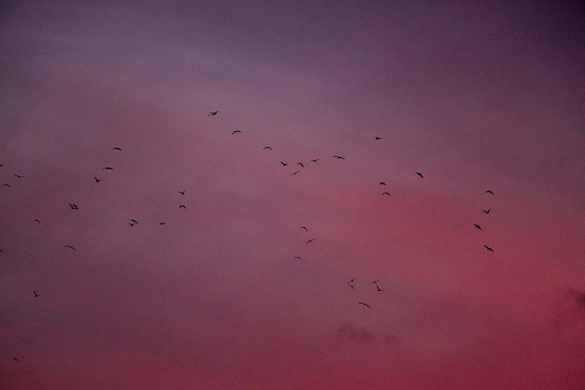 Bird Flocks Of Bird Flying In The Sky Flock Image Free Photo