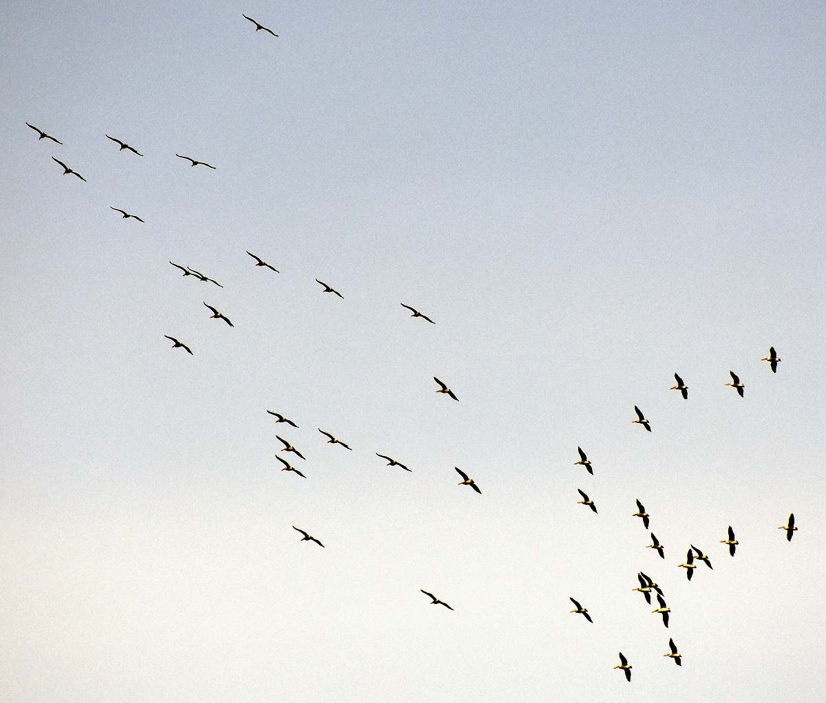 flock flocks of birds during daytime grey