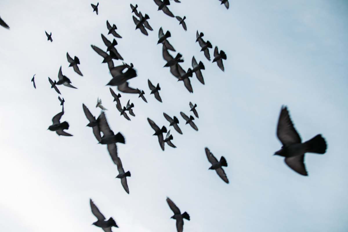 flock flocks of grey birds flying during daytime bird