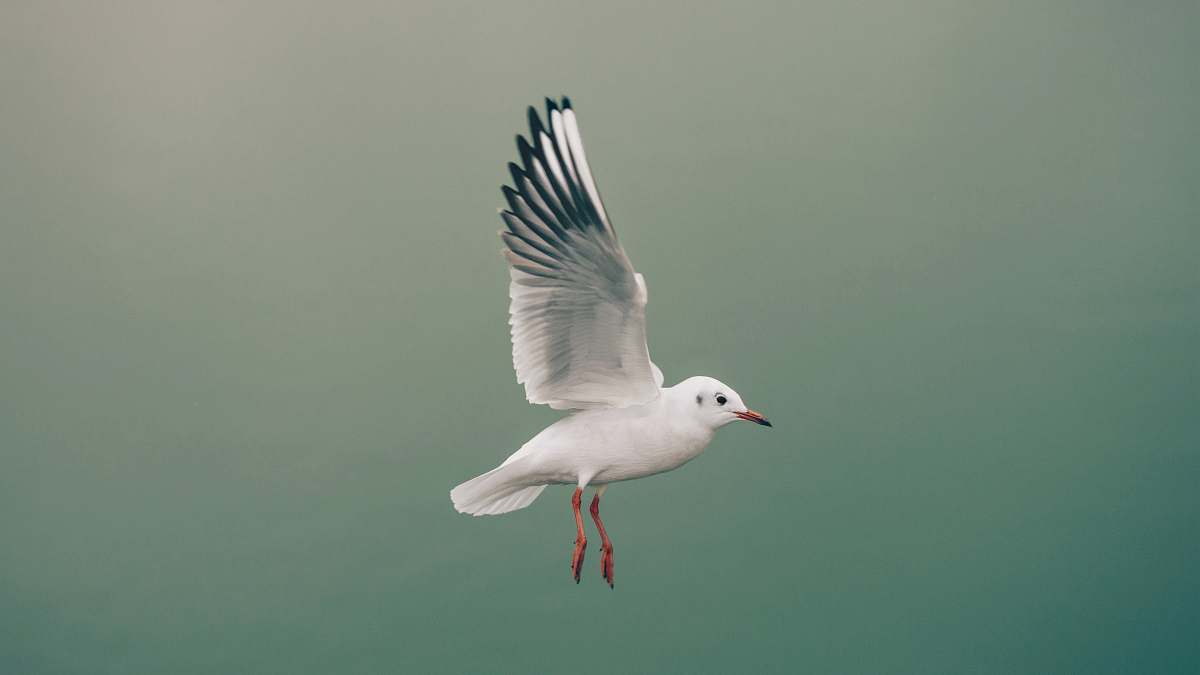 bird flying bird in selective focus photography grey