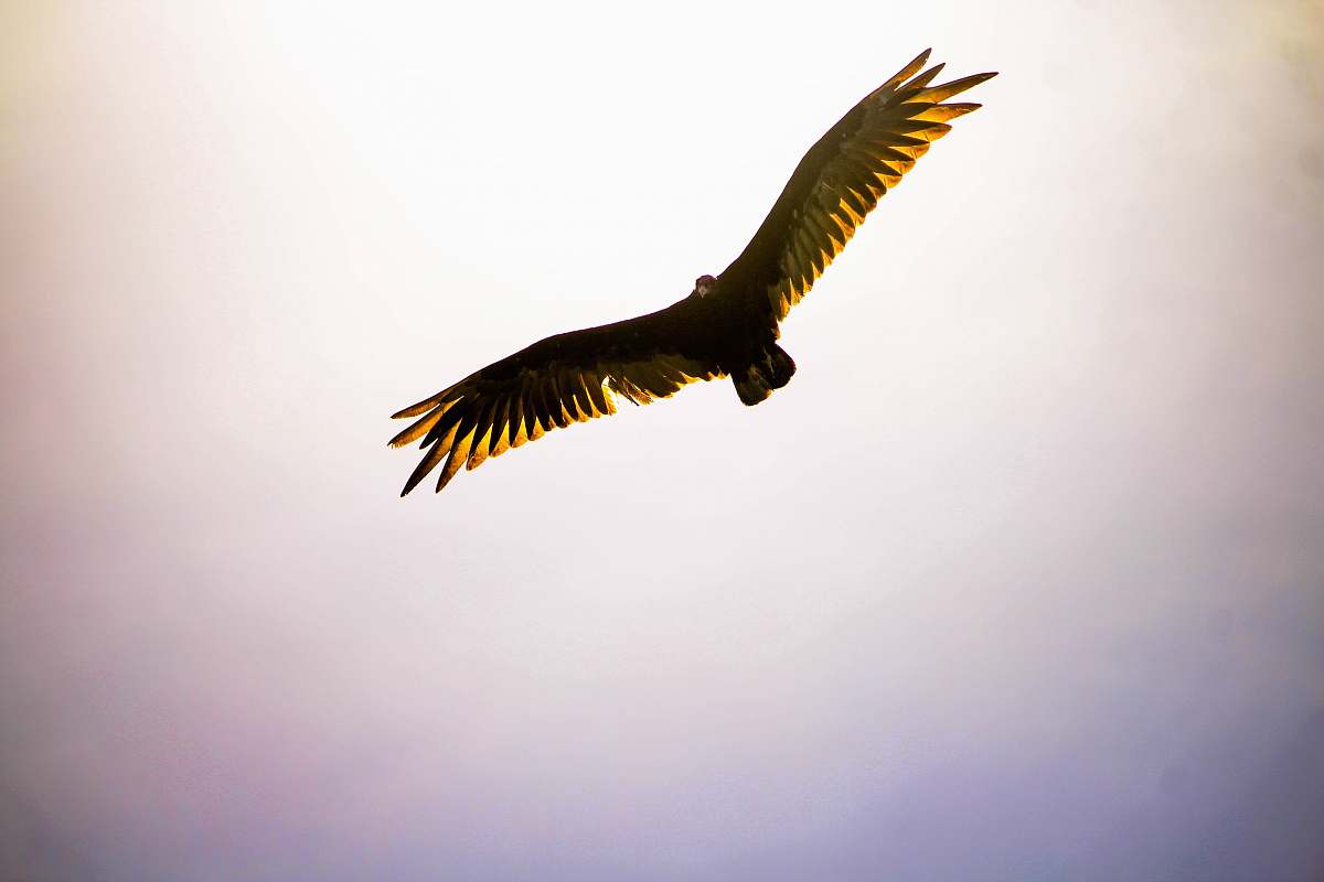 bird flying black and brown bird vulture