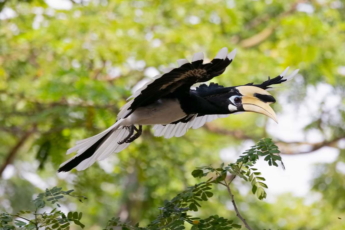 bird flying black and white bird vulture