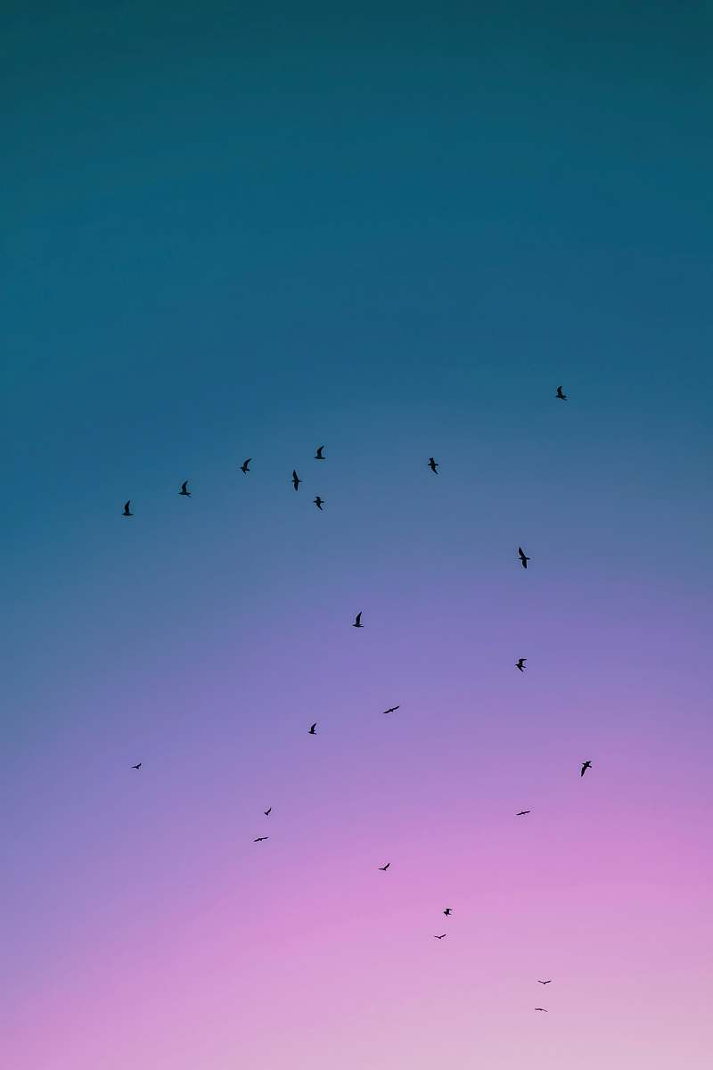 flock-flying-black-birds-bird-image-free-photo