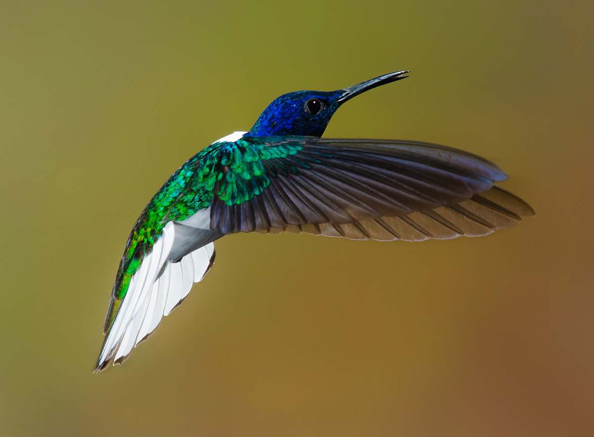 bird flying blue and green hummingbird hummingbird